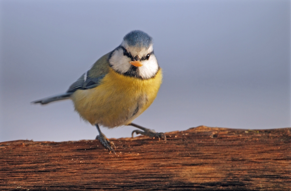 Blaumeise an der Futterrille