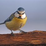 Blaumeise an der Futterrille