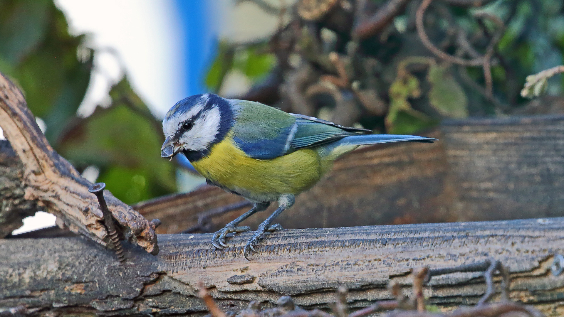 Blaumeise an der Futterstelle und ich freue mich schon darauf ...