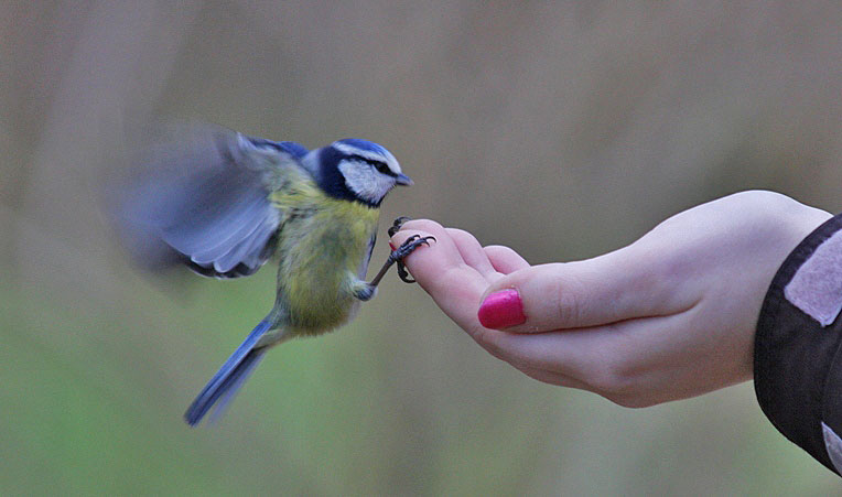 - Blaumeise an der Hand -