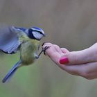 - Blaumeise an der Hand -