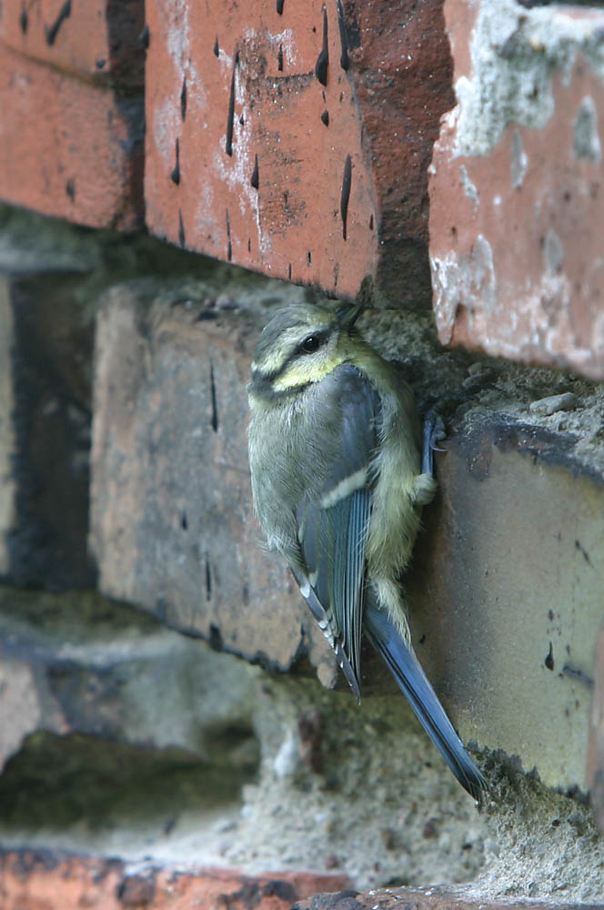 Blaumeise an der Hauswand