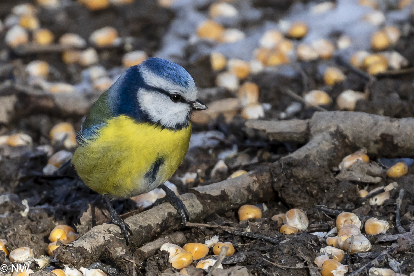 Blaumeise an der Saukirrung