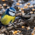 Blaumeise an der Saukirrung