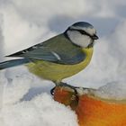 Blaumeise an der Winterfütterung