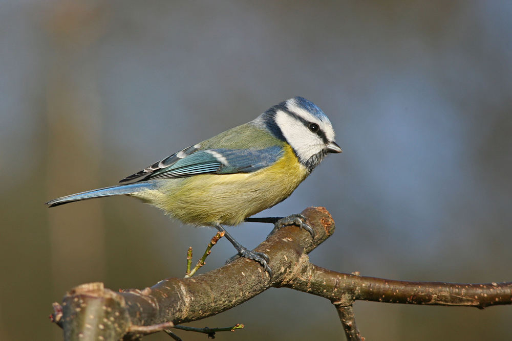 Blaumeise an der Winterfütterung