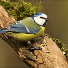 Blaumeise an der Winterfütterung