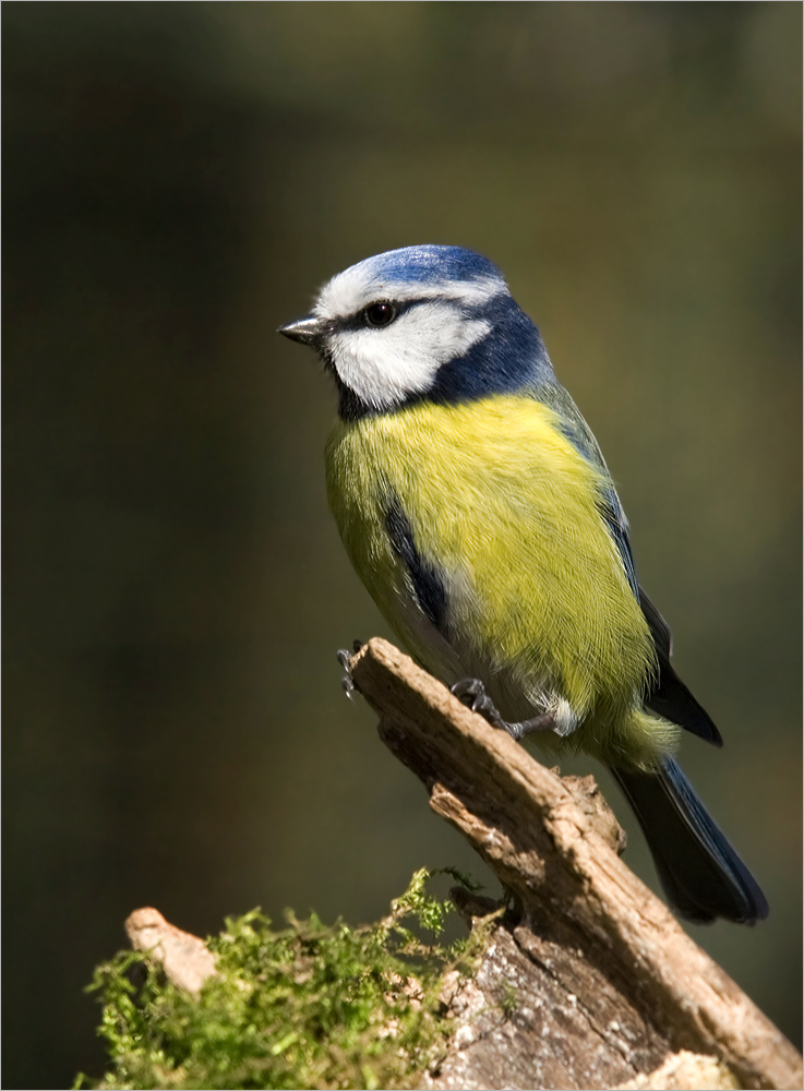 Blaumeise an der Winterfütterung II