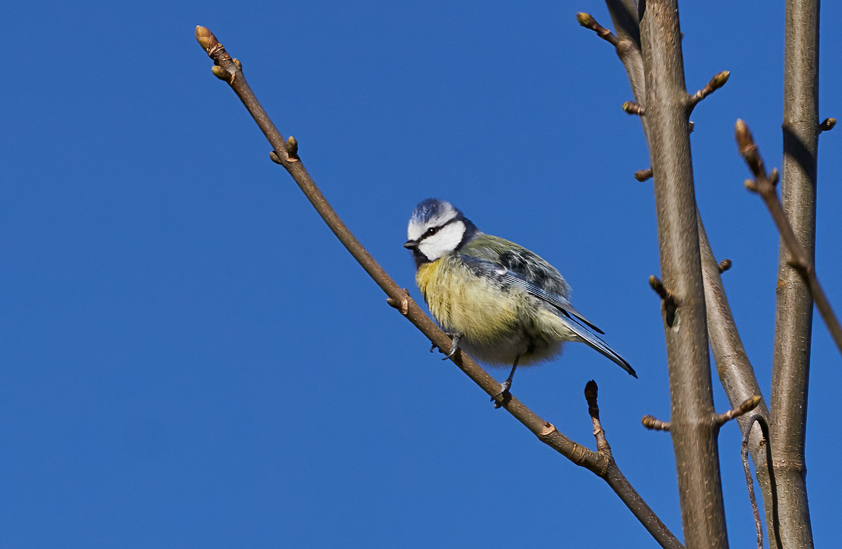 Blaumeise an einen sonnigen Tag