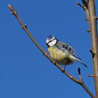 Blaumeise an einen sonnigen Tag