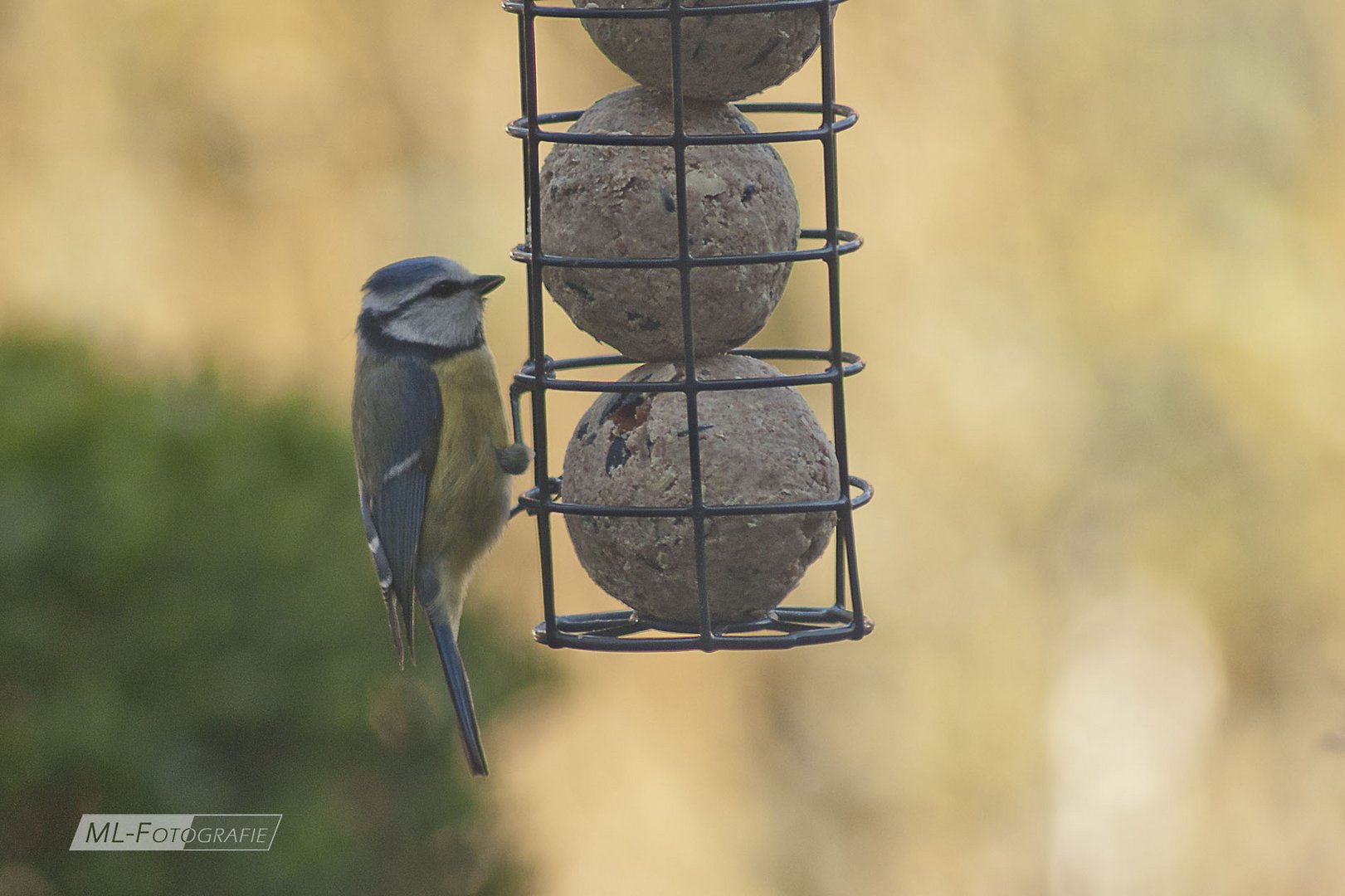 Blaumeise an Futterseule