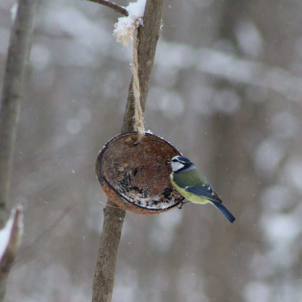 Blaumeise an halber Kokosnuss