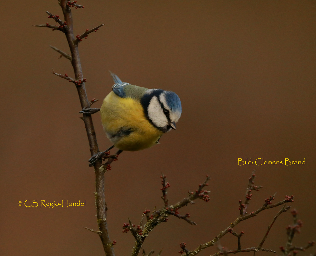 Blaumeise an Knospen