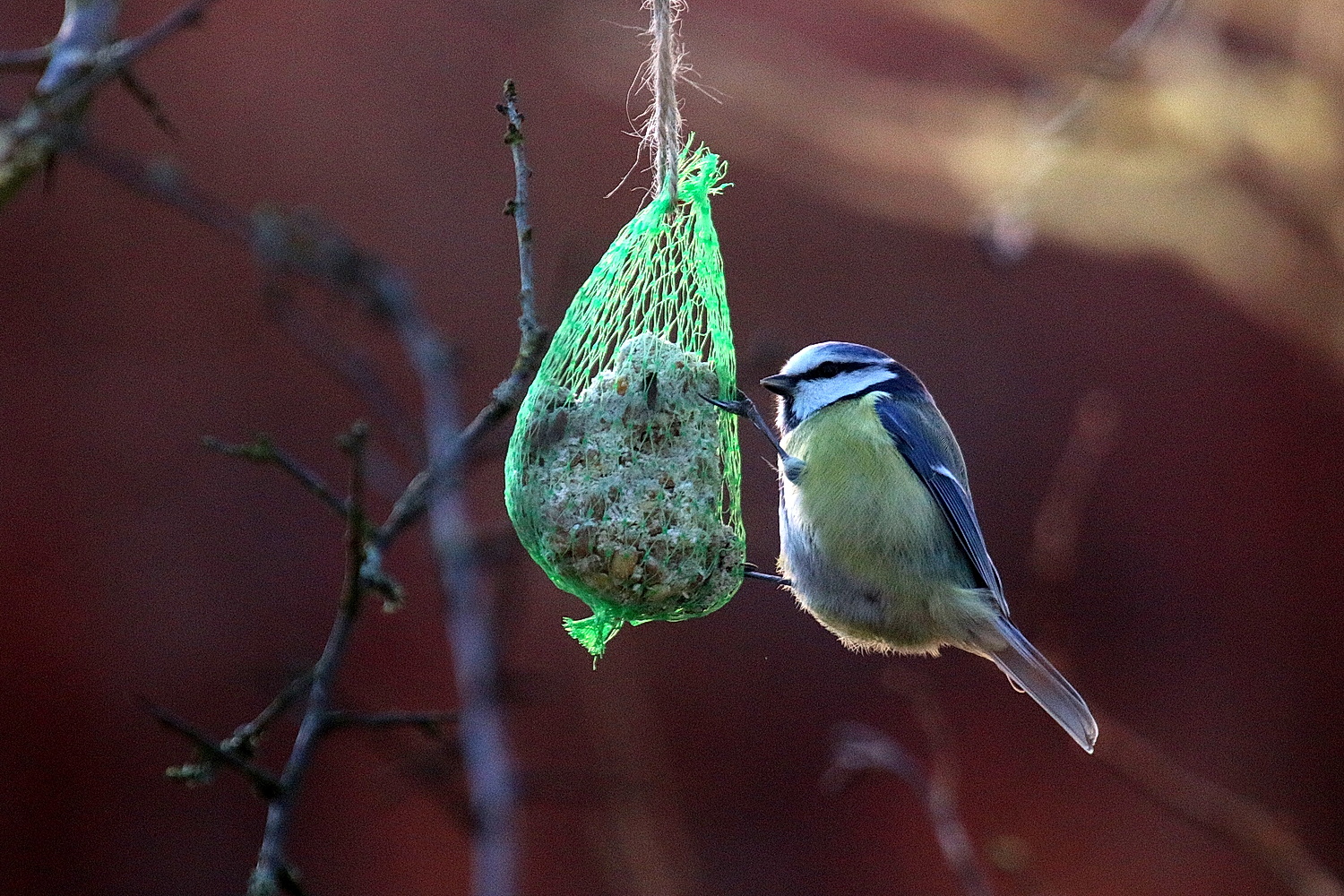 Blaumeise an Meisenknödel