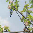 Blaumeise an Obstblüten …