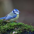 Blaumeise an Waldfütterung