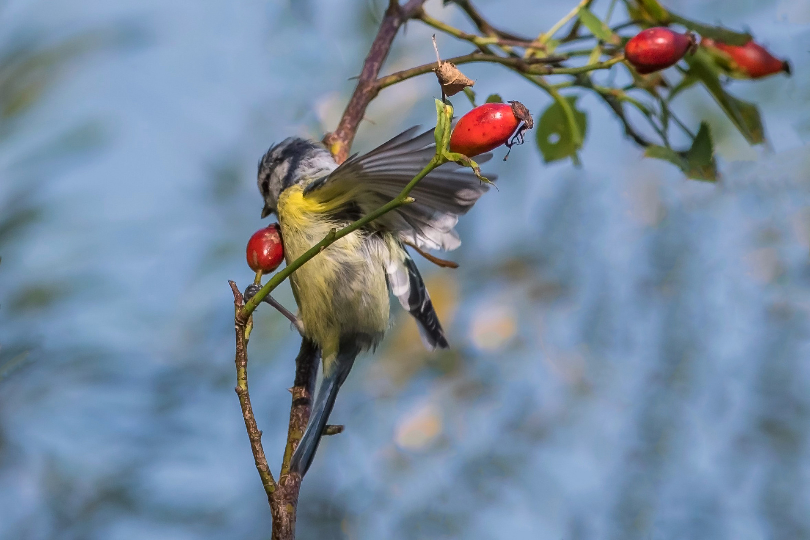 Blaumeise / Anflug