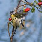 Blaumeise / Anflug