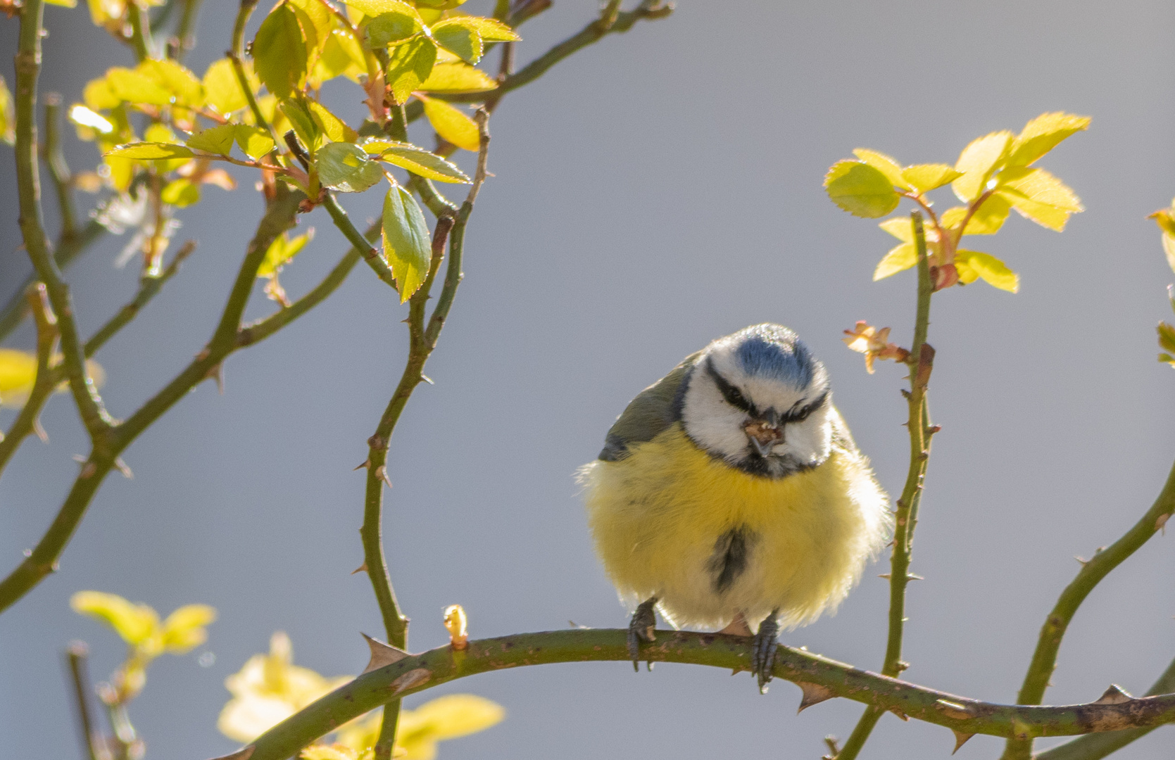 Blaumeise angekommen..