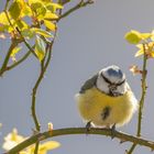 Blaumeise angekommen..