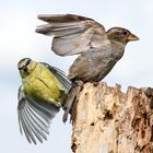 Blaumeise attakiert einen Haussperling