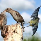 Blaumeise attakiert Haussperlinge während der Fütterung