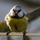 Blaumeise - auch ein Frühlingsbote.