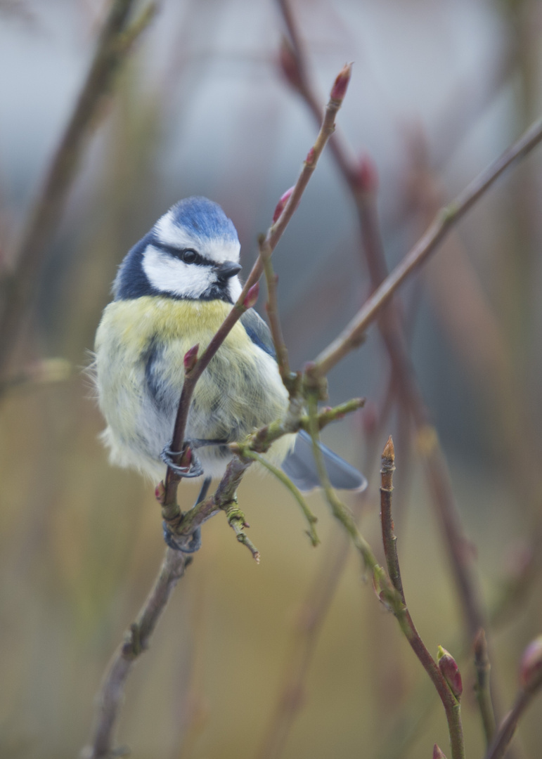 Blaumeise auf Ansitz bei der Futterstelle