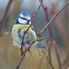 Blaumeise auf Ansitz bei der Futterstelle