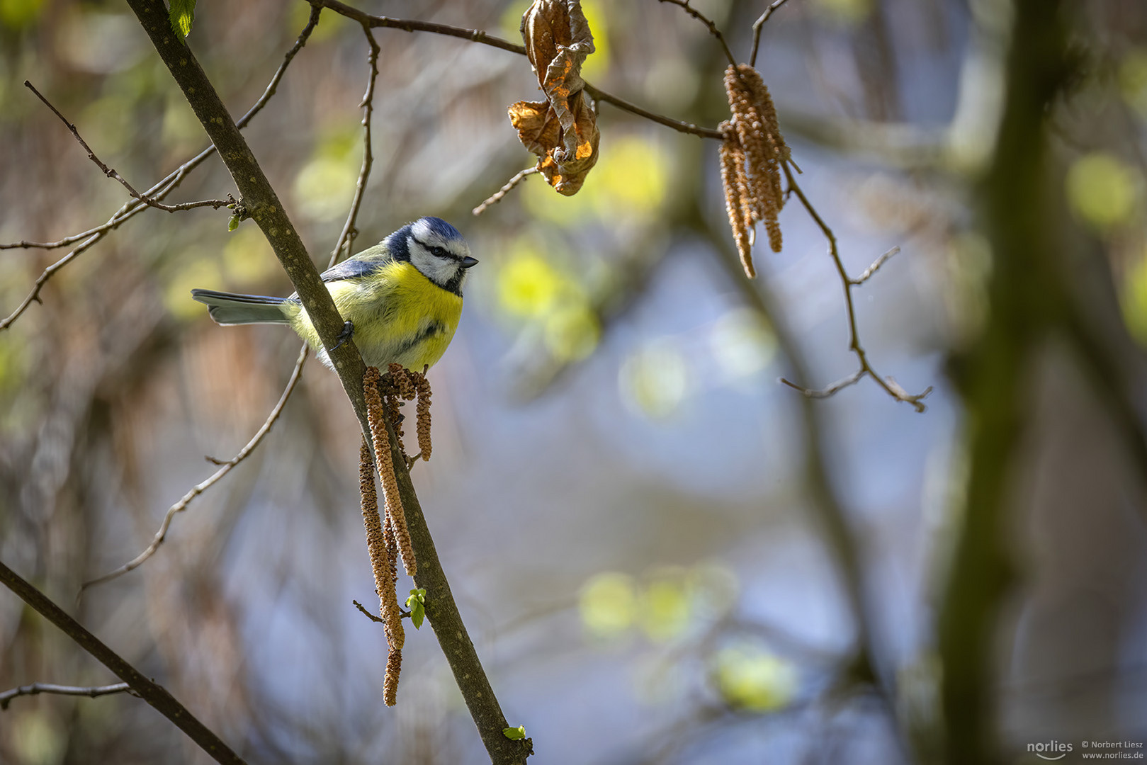 Blaumeise auf Ast