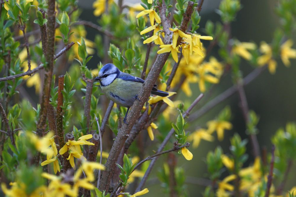 Blaumeise auf Beobachtung