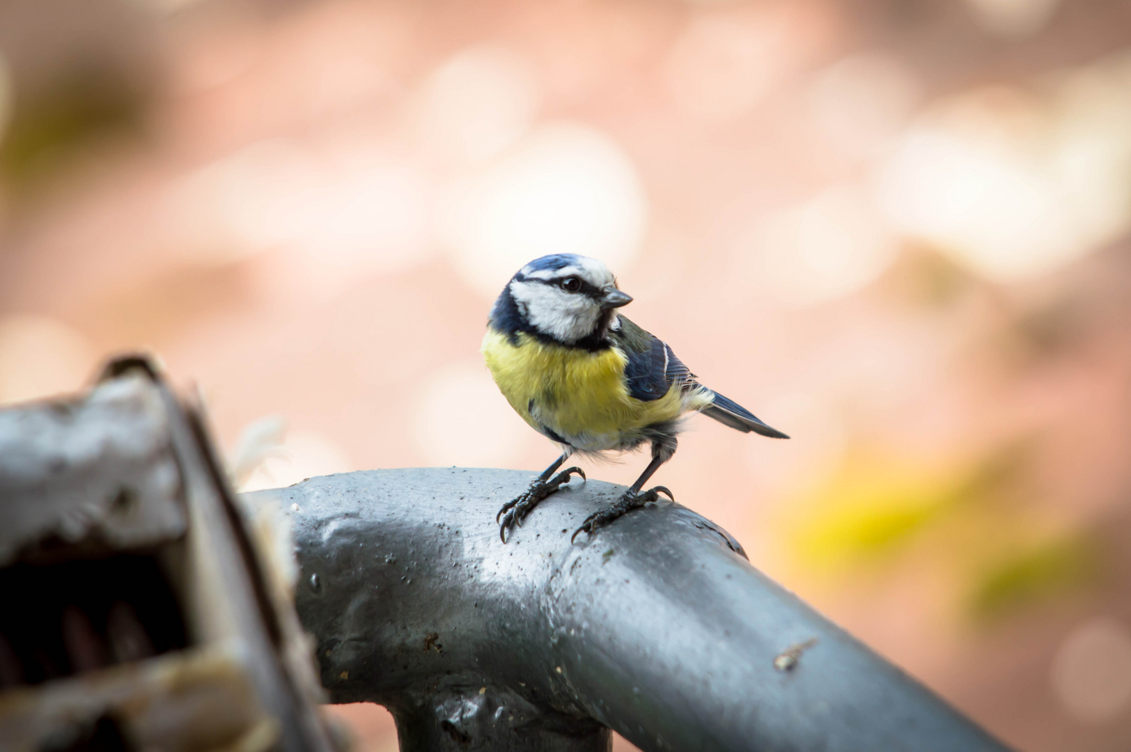 Blaumeise auf Beutezug