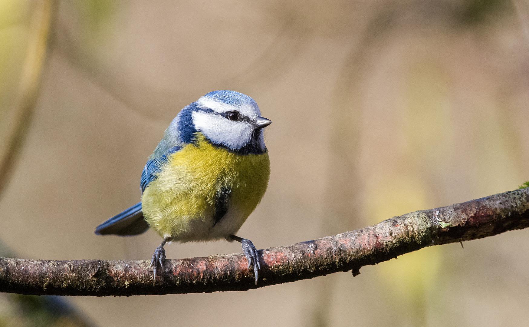 Blaumeise auf dem Ast