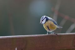 Blaumeise auf dem Holzzaun