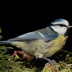 Blaumeise auf dem Laufsteg !