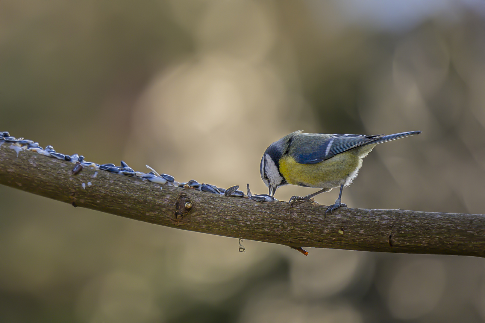 Blaumeise auf dem Nahrungsast