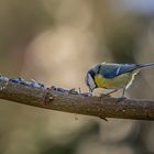 Blaumeise auf dem Nahrungsast