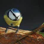 Blaumeise auf dem Sprung ...