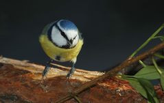 Blaumeise auf dem Sprung ...