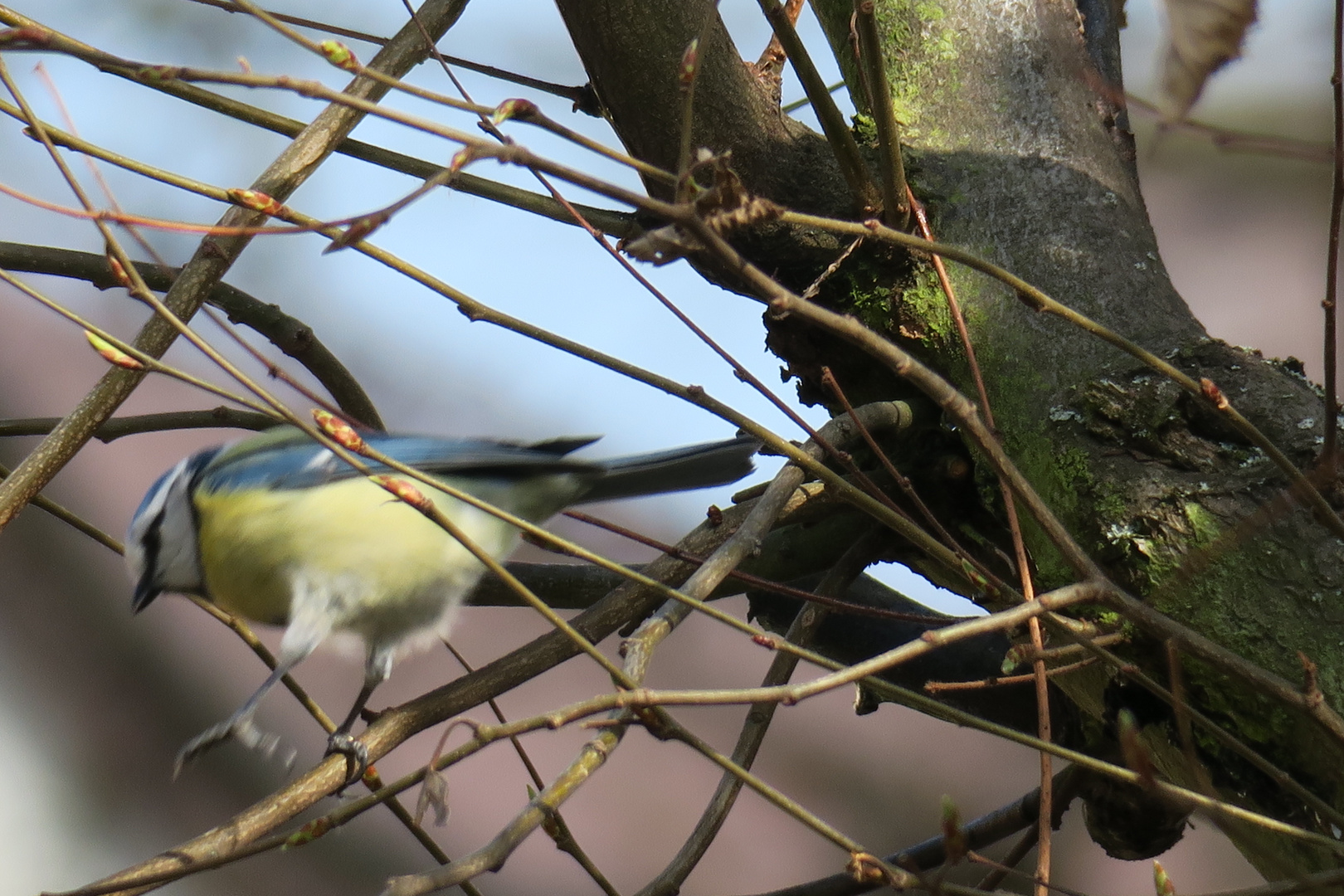 Blaumeise auf dem Sprung