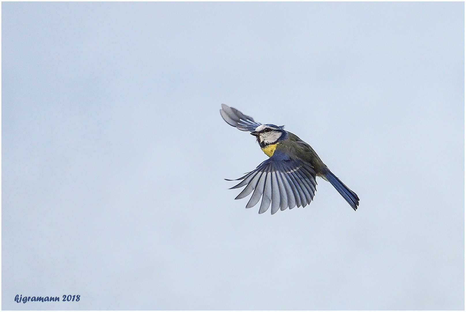 blaumeise auf dem weg zur nahrungssuche......