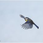 blaumeise auf dem weg zur nahrungssuche......