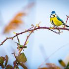 Blaumeise auf Dornen