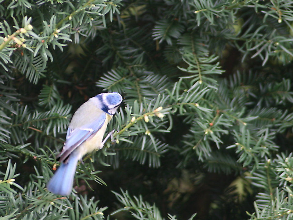 Blaumeise auf Eibe