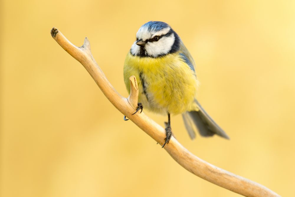 Blaumeise auf einem alten Ast