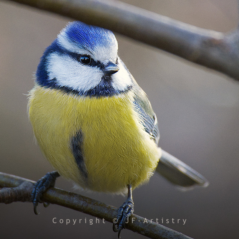 Blaumeise auf einem Ast