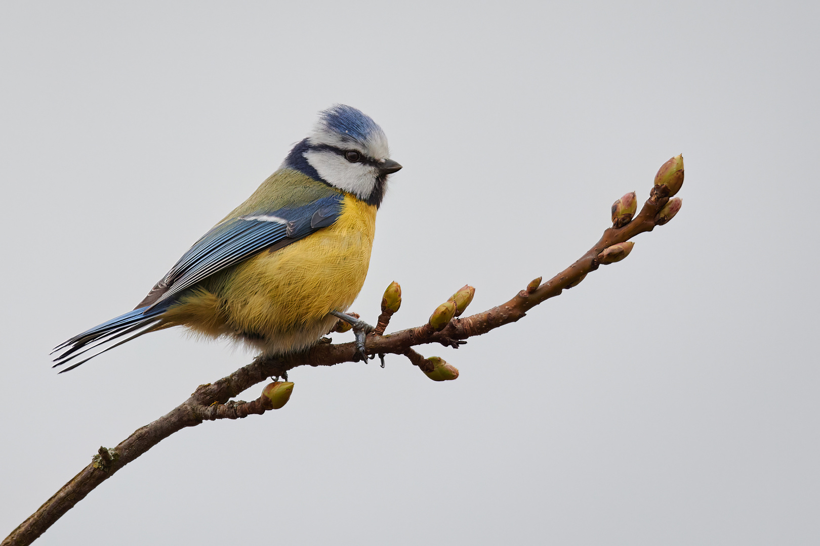 Blaumeise auf einem Zweig