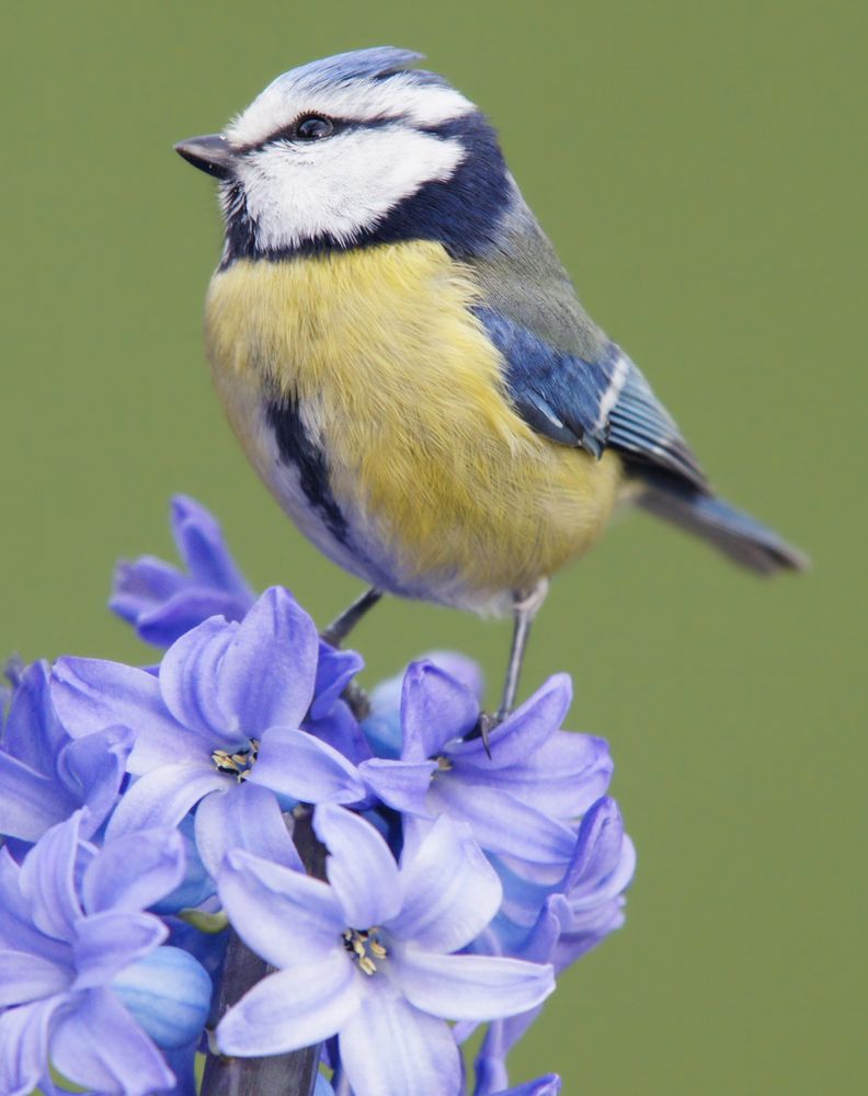 Blaumeise auf einer Blüte von Willi Schmitz 