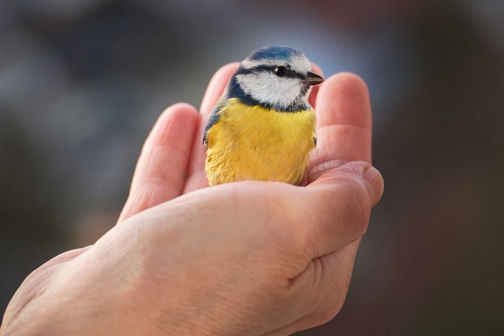 Blaumeise auf einer Hand