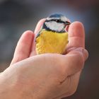 Blaumeise auf einer Hand